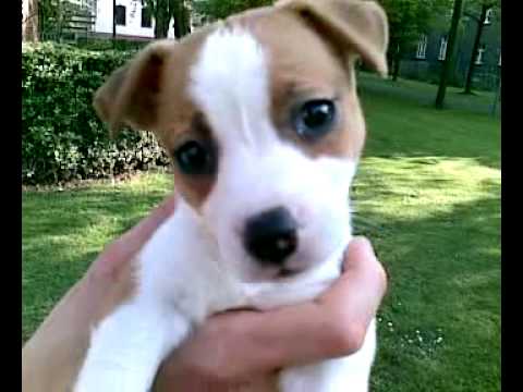 Süßer kleiner Hund namens Sunny - YouTube