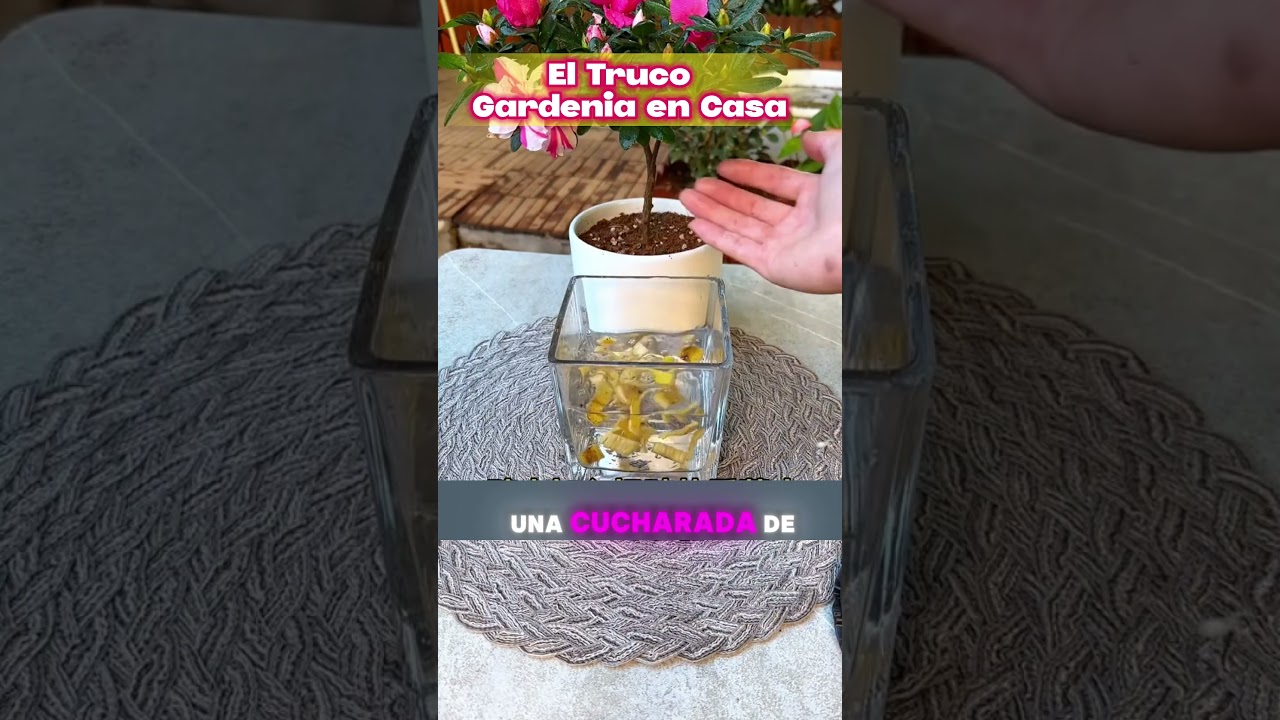 **"El Truco Secreto para Hacer Florecer Tu Gardenia en Casa"**
