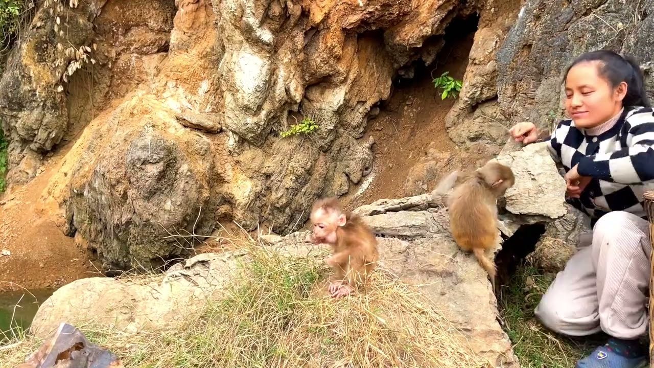 Poor Little Monkey Drinking Milk From A Single Girl In The Mountains