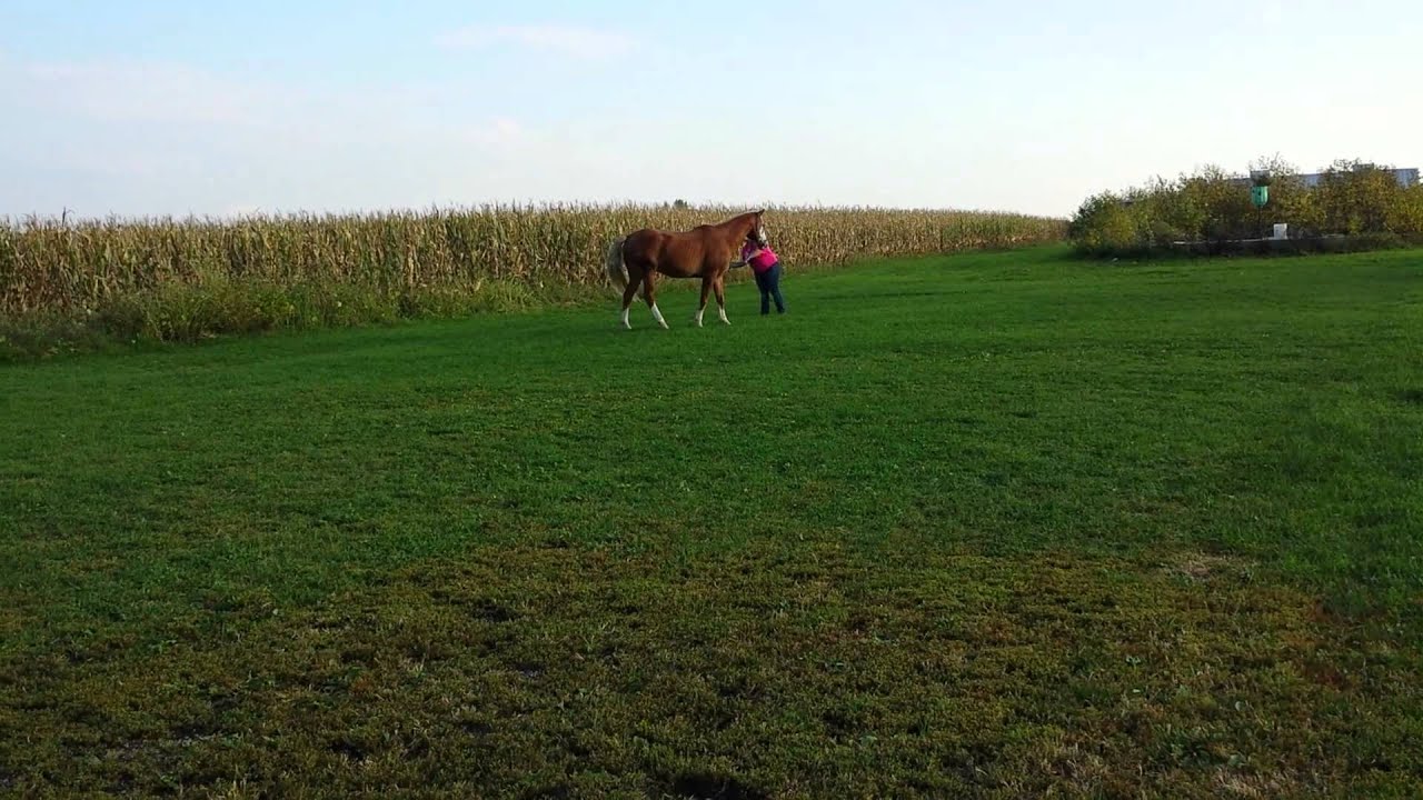 camera iphone 8 plus apk Lunging Chance