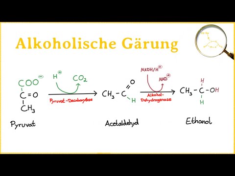 Die alkoholische Gärung - YouTube