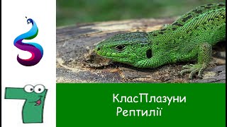 Клас Рептилії або плазуни