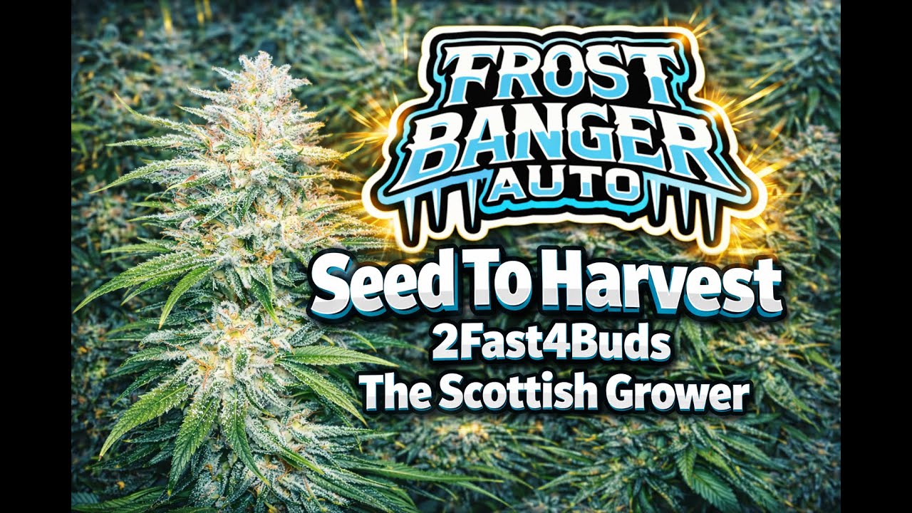 Frostbanger Auto - Seed To Harvest - 184g (2Fast4Buds) by The Scottish Grower 