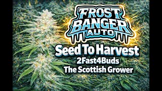 Frostbanger Auto - Seed To Harvest - 184g (2Fast4Buds) by The Scottish Grower #cannabiseducation