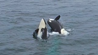 5-11-17: Drone of Killer Whales Double Breach!