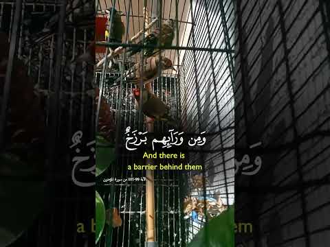 كلا هو كليمة قائيلها الله الله الله انصيت وتمعن لعلنا نؤجر معا لاتفوت كلام الله