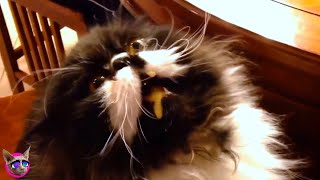 TRY NOT TO 😂LAUGH😂 🐱FUNNY CATS🐱