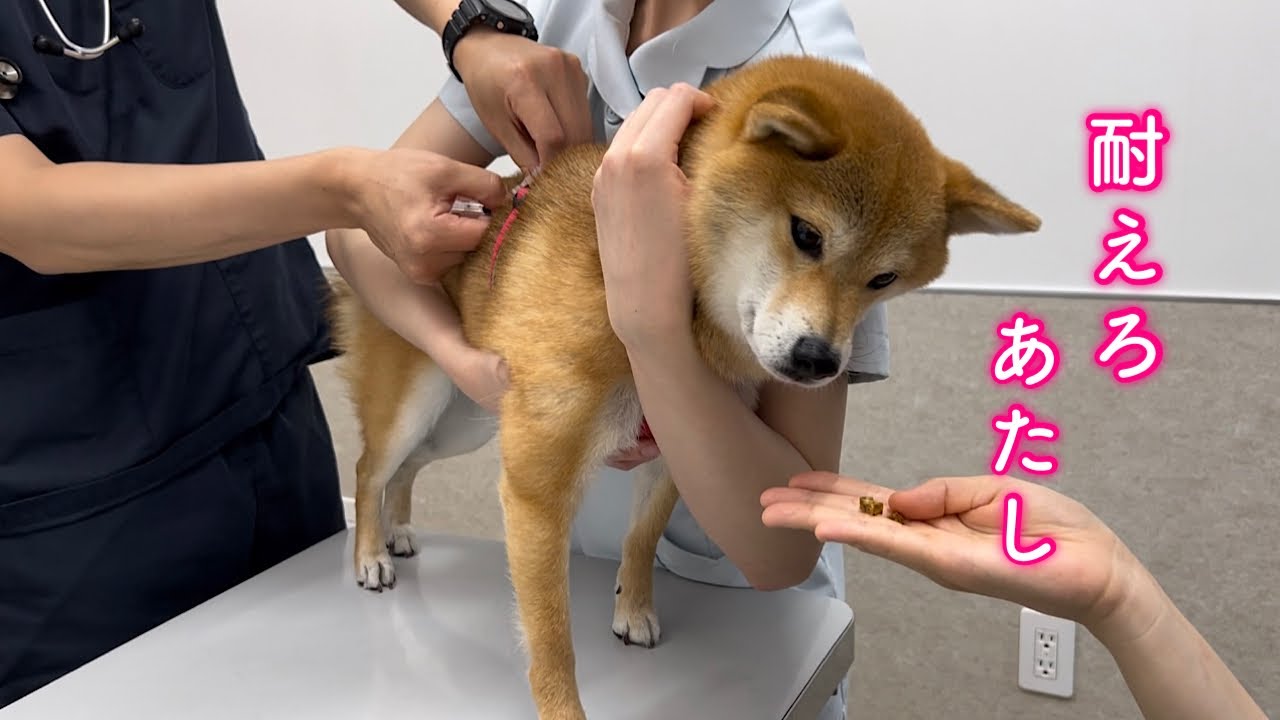 maxresdefault.jpg