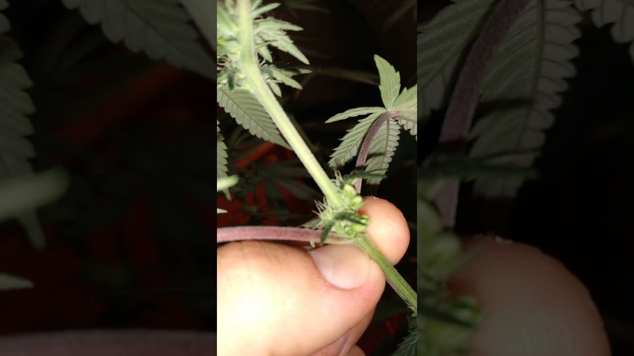 wanna see a hermie plant? cut down if you see this.