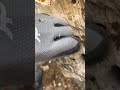 この穴の中に幻の生き物が