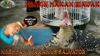 MEMBERI MAKAN BIAWAK MINUS | VARANUS SALVATOR
