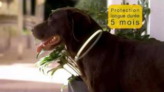 Collier Anti Parasitaire Scalibor Intervet Pour Chien Chez Polytrans