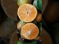 #shorts Panen Jeruk Ugly Fruit