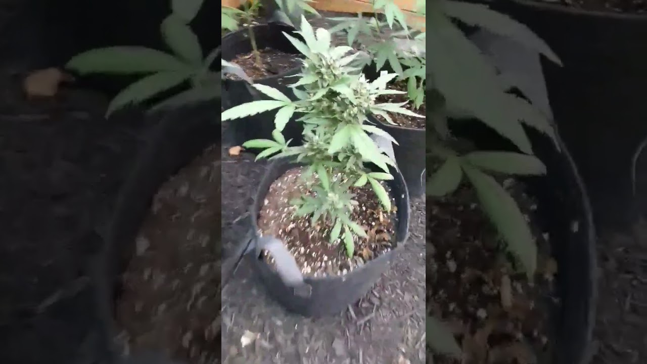 My 3 photo period cannabis plants have started flowering!