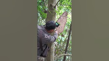 tổ ong khoái rừng siêu to khổng lồ #shorts