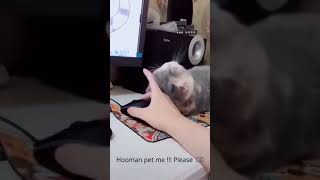 Hooman your hand so soft 🥺 Now pet me please 🥺🥺🥺 screenshot 1