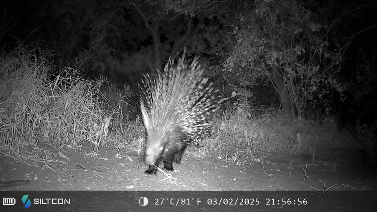 South Africa | Greater Kruger National Park | Camera Trap Findings