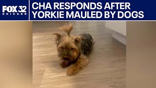 Chicago Housing Authority responds to yorkie attacked, killed by pit bulls