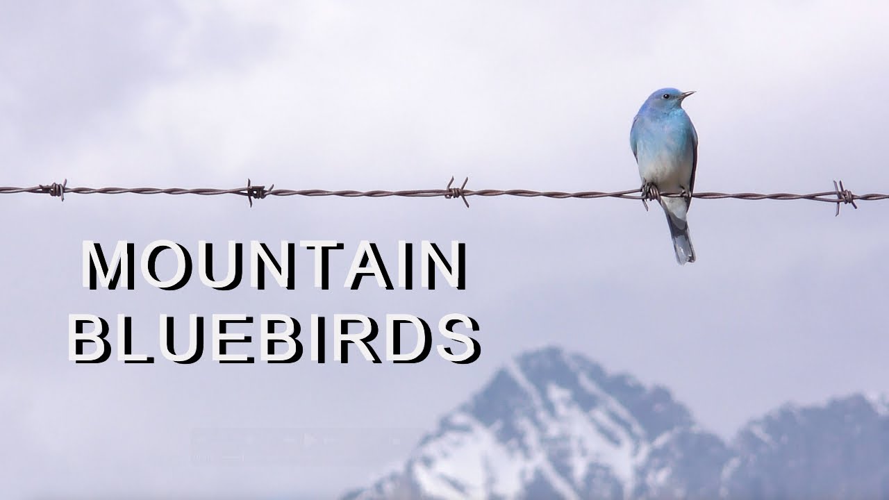 Mountain Bluebirds: Nesting and Raising a Family