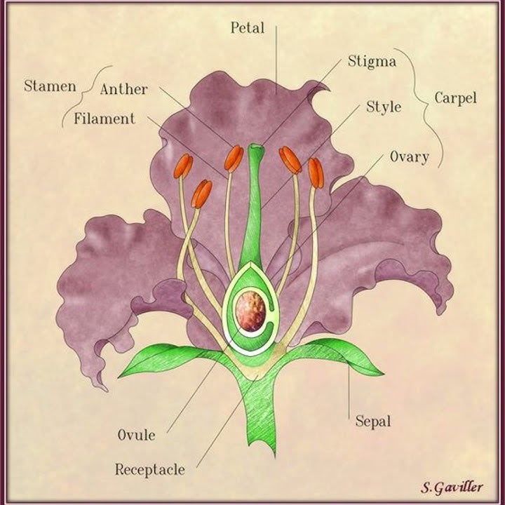 Different Parts of flower ||Stamen and Carpel