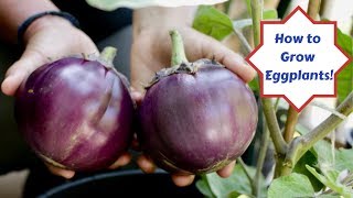 How to Grow Eggplants with Assyrian Dishes!