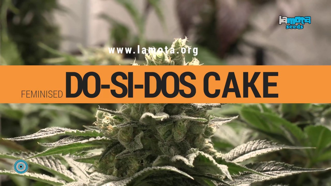Do-Si-Dos Cake cannabis strain