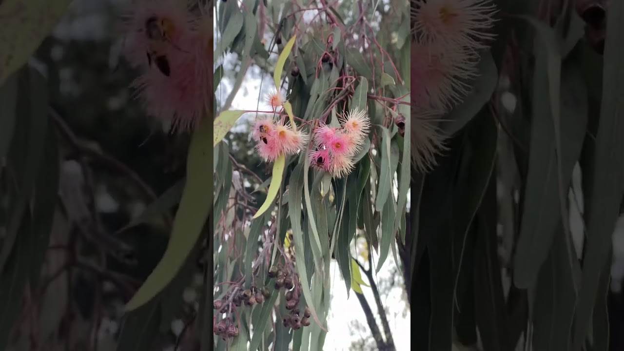 Great Bee Food in Autumn & Winter