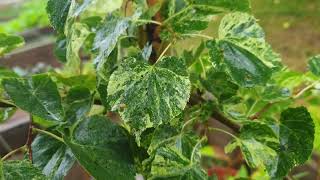 Tilia cordata ´Radziul´ lípa srdčitá