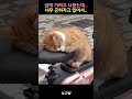 집에 가려고 나왔는데 너무 곤히 자는 있어서...