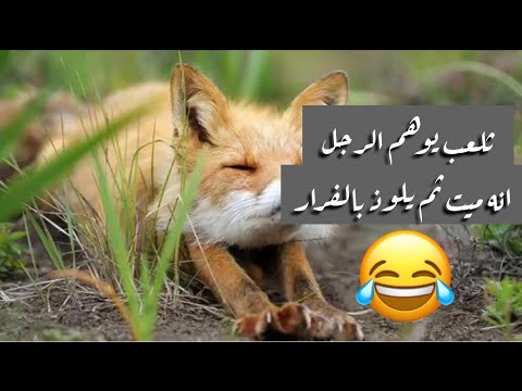 مكرم الثعالب ثعلب يوهم الرجل انه ميت ثم يلوذ بالفرار مضحك جدا
