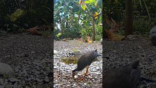 The sound of Water-hen bird 🐧