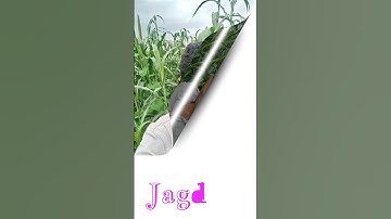 Jagdish love name status #viral #youtubeshort #trending