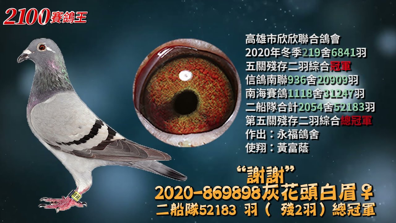 2020 869898謝謝灰花頭白眉 高雄欣欣聯合鴿會2020年冬季五關殘存2羽冠軍 Youtube