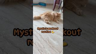 My orange cat did a workout lying down 😩 #funnycatshorts #orangecat