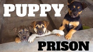 Found Puppy Farm Inside Abandoned Prison [8 puppies]