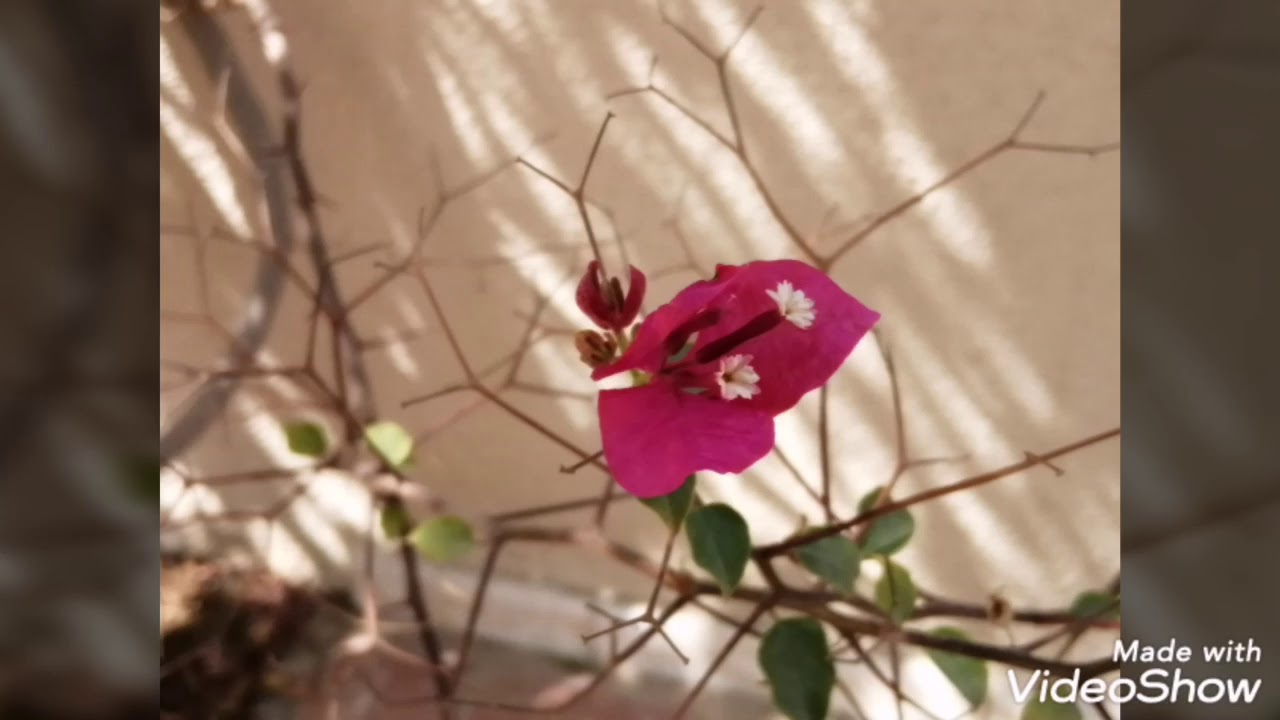 Huawei P Smart 2019 sample photos