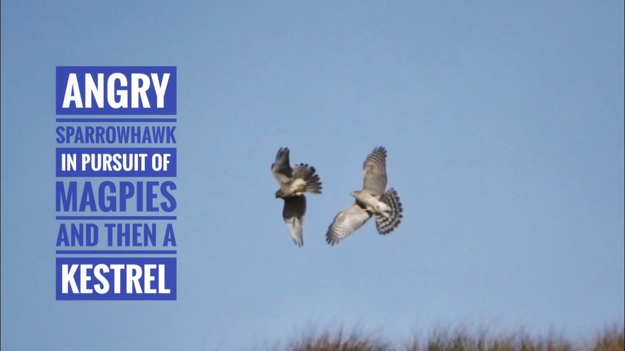 Angry Sparrowhawk in pursuit of Magpies and then a Kestrel