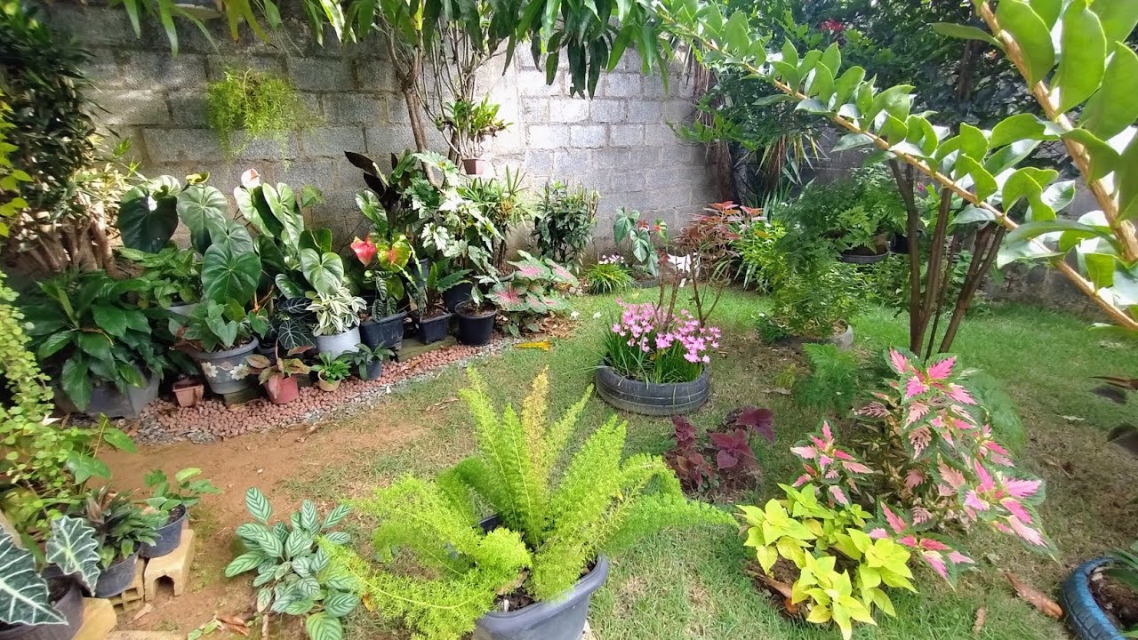 Tour no cantinho das PLANTAS estão Lindas e encantadoras