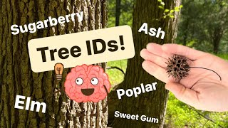 🧠 Identifying Trees ➡️ Elm, Ash, Poplar, Hackberry, & Sweet Gum - Morel 🍄 Associates! 👀 👏