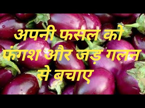 वीडियो: हमारे कमाने वाले फसल को जड़ देते हैं