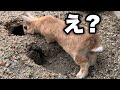 あれ、穴が増えてる…？久しぶりに見た巣穴がヤバすぎた