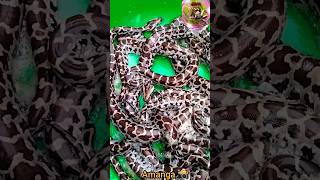 Celebrity Baby indian Rock python All out of their eggs #jungleanimal #nature #amazing #forestanimal 🐍🐍🐍 Profile