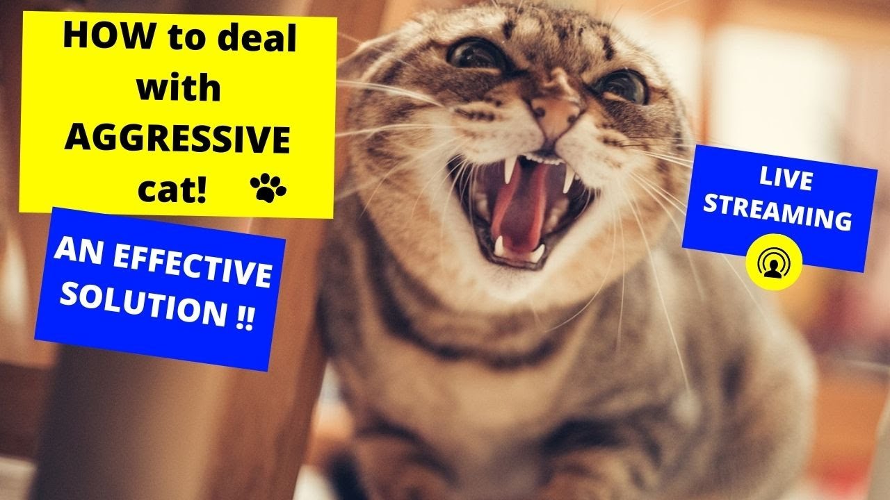 HOW to deal with AGGRESSIVE cat AT HOME/ AN EFFECTIVE SOLUTION!! YouTube