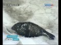 В Архангельске - детёныш тюленя