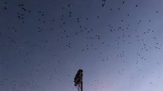 Crows formation lovely sunset in Neath town 2019