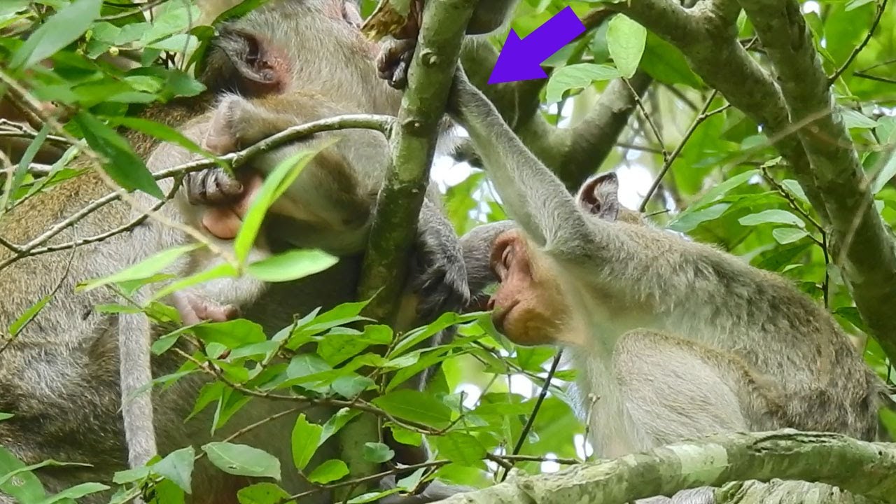 Janet Hungry Milk Now,But Can Not Get  It, Cuz Janna Staying With Mom, Janet So Sad