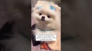 Spitz Alemão - Lulu da Pomerânia, boo fofo demais! Canil Romerania