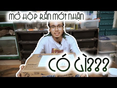 Video Mở Hộp Rắn Mới Nhận - Unboxing NEW SNAKE ?? (Radiated... - youtube