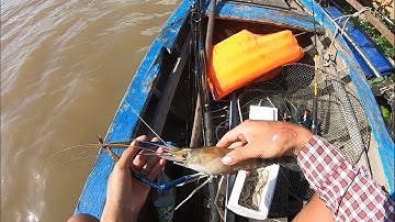 Chuyến Đi Săn Tôm Vòng Khu Vực Cầu Rạch Miễu || Trí Nhỏ Vlog