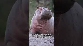 #viralvideo #naturefight #epicbattles  #animalprint##wild#wildanimals#youtubeshorts#wildlifedrama